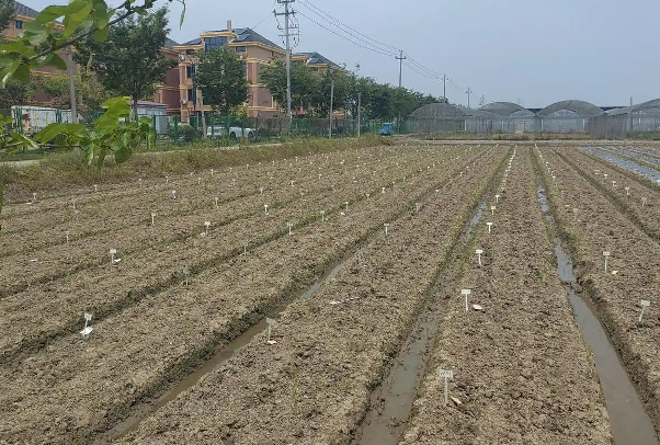 将豆类育种周期从8-10年缩短至2-5年 省农科院发布“豆芯”DNA育种大模型