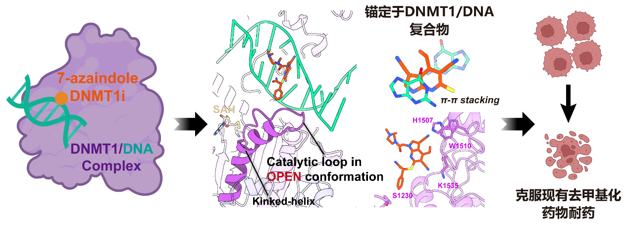 新型DNA甲基化抑制剂有望破解白血病耐药难题(图2)