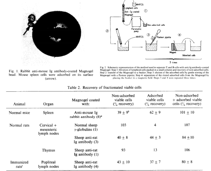 生物磁珠体外应用简述(图2) 生物磁珠体外应用简述(图2)