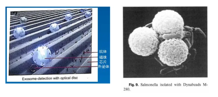 生物磁珠体外应用简述(图16) 生物磁珠体外应用简述(图16)