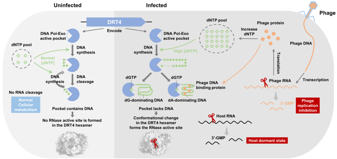 武汉大学王隆飞课题组与合作者Science发文阐明DNA合成激活RNA切割的新型免疫机制(图2)