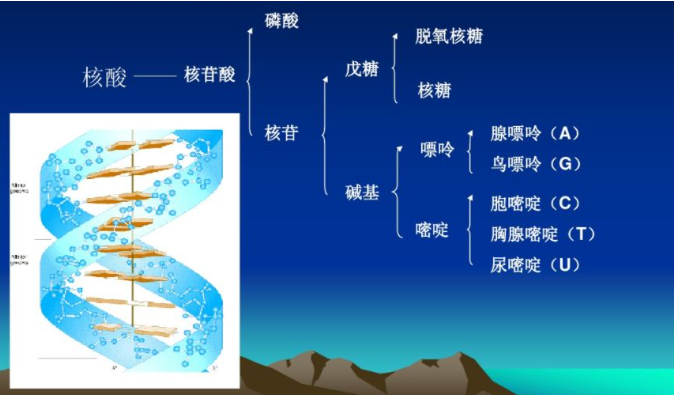 IVD行业常见的核酸提取方法及原理(图1)