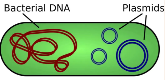 质粒DNA提取攻略分享