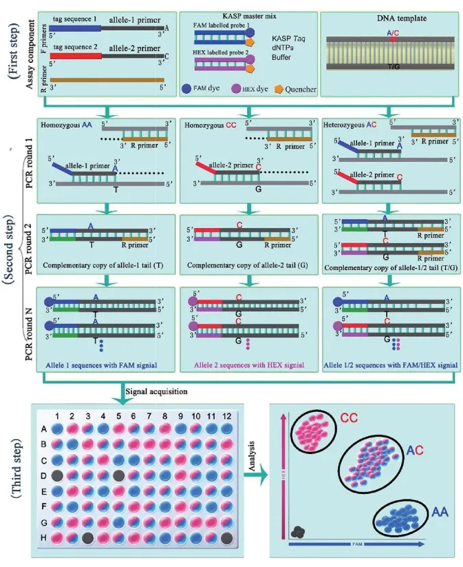 KASP标记与农作物育种