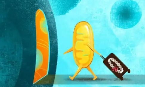 线粒体DNA如何影响人类健康? 什么是线粒体疾病?