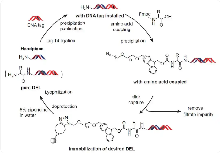 DELInsight｜聚焦固相DNA编码化合物库构建，探索高纯度多肽库构建新路