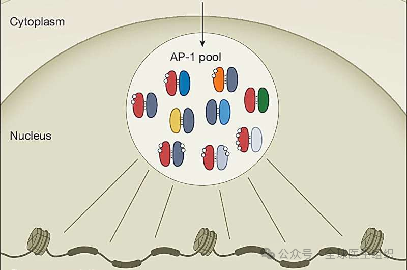 癌症为什么难治？癌细胞会锁定最佳生存状态并传给后代