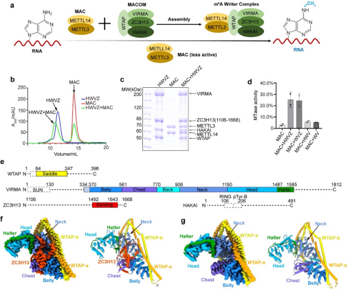 中国科大张凯铭团队解析人源m6A甲基化酶复合物冷冻电镜结构
