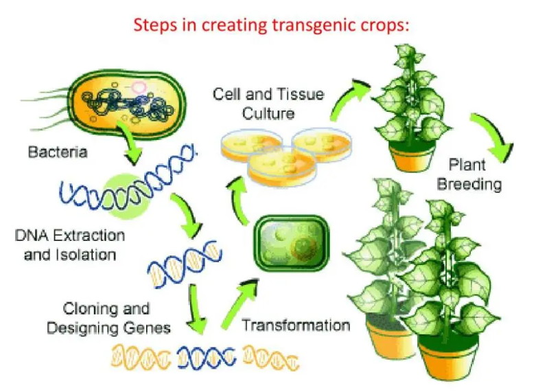 CRISPR变体能精准辨别并剪断肿瘤DNA