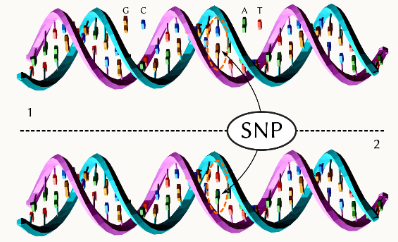 第三代分子标记SNP在不同领域的应用